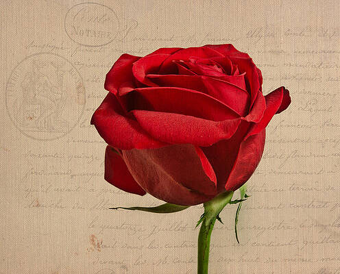Wall Art - Photograph - Rose en Variation - s2at03a by Variance Collections