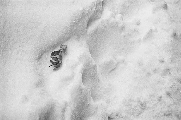 Rose in the Snow by Dave Beckerman Rose in the Snow by Dave Beckerman