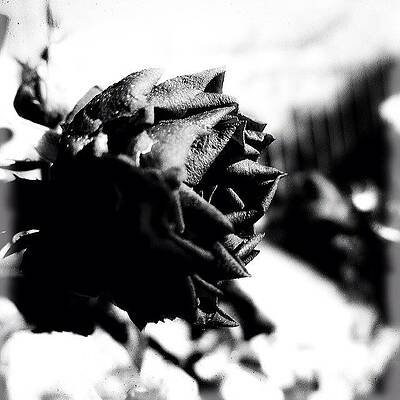 Wall Art - Photograph - Rose Noire --- Check Out More Of My by Mark David Gerson