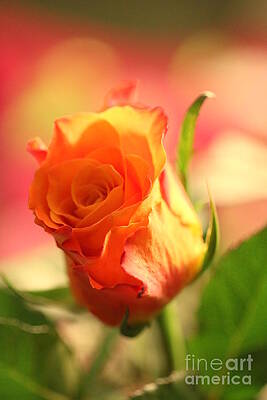 Rose on pink background II by Amanda Mohler Rose on pink background II by Amanda Mohler