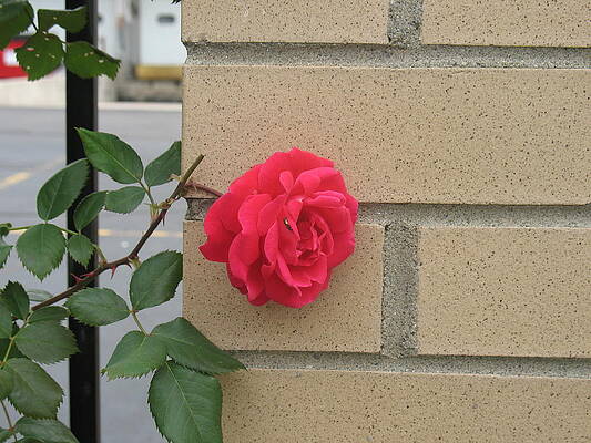 Rose on The Wall by Alan Chandler Rose on The Wall by Alan Chandler