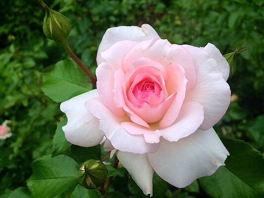 Rose -Summer Pink by Felix Zapata Rose -Summer Pink by Felix Zapata