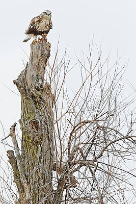 Hawk Photograph - Rough Legged Hawk Waits by Natural Focal Point Photography