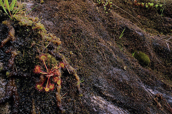 Wall Art - Photograph - Round-leaved Sundew Plants by Science Photo Library