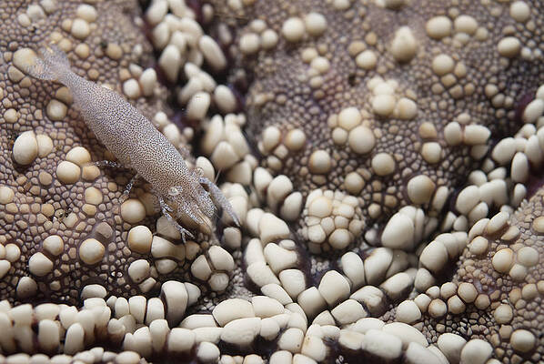 Wall Art - Photograph - Rounded Seastar Shrimp by Colin Marshall/FLPA