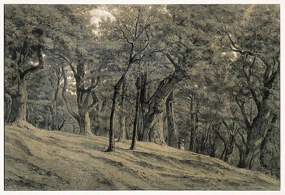 Wall Art - Photograph - Rousseau, Thodore 1812-1867. Forest by Everett