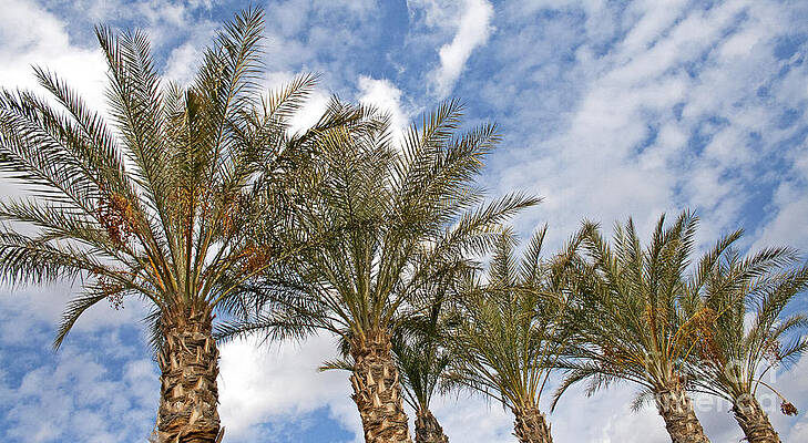 Phoenician Texture by James Moore Phoenician Texture by James Moore