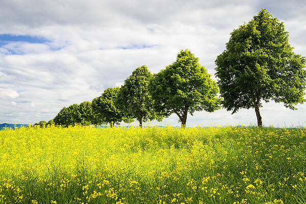 Wall Art - Photograph - Row of trees in spring landscape green and yellow by Matthias Hauser