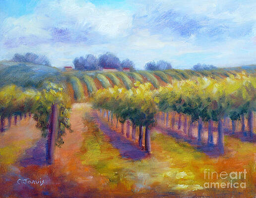Rows of Vines by Carolyn Jarvis Rows of Vines by Carolyn Jarvis