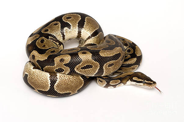 Wall Art - Photograph - Royal Python by Mark Bowler