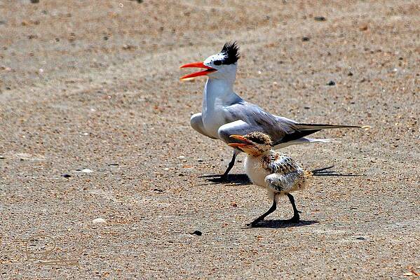 Royal Tern with Chick by Ludwig Keck Royal Tern with Chick by Ludwig Keck