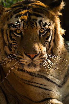 Wall Art - Photograph - Royalty by SAURAVphoto Online Store