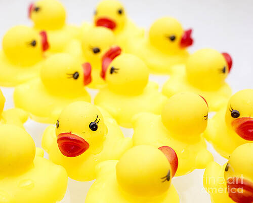 Wall Art - Photograph - Rubber Ducky You Are The One by Edward Fielding