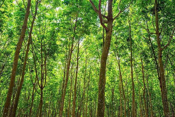Wall Art - Photograph - Rubber Trees Hevea Brasiliensis by Jason Langley