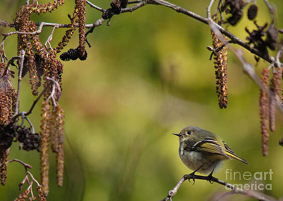 Wall Art - Photograph - Ruby-Crowned Kinglet by Cheryl Baxter