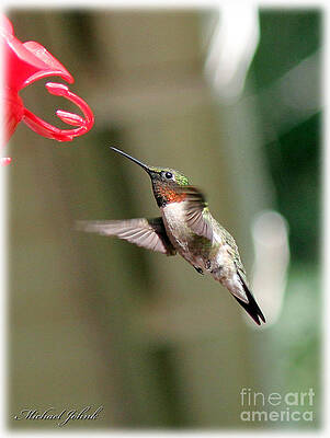 Ruby in flight by Michael Johnk