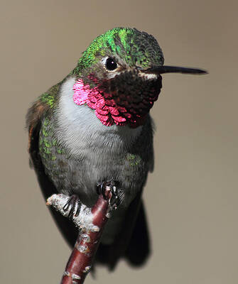 Wall Art - Photograph - Ruby-Throated Hummer by Shane Bechler