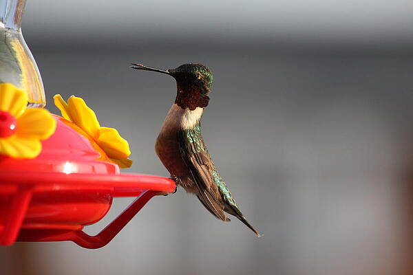 Ruby Throated Hummingbird by Nancy Hepting