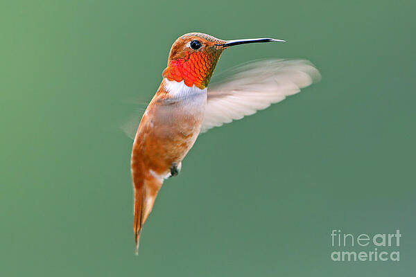 Rufous Hummingbird by Bill Singleton Rufous Hummingbird by Bill Singleton