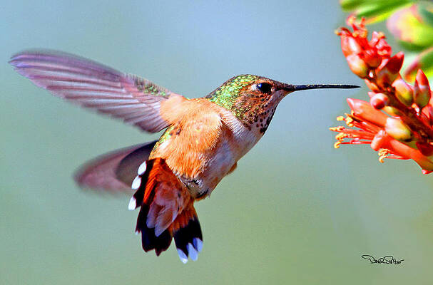 Rufous Hummingbird by David Salter Rufous Hummingbird by David Salter