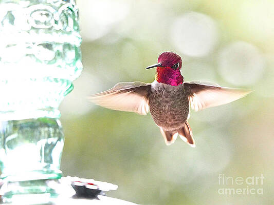 Rufous Hummingbird by Parrish Todd Rufous Hummingbird by Parrish Todd