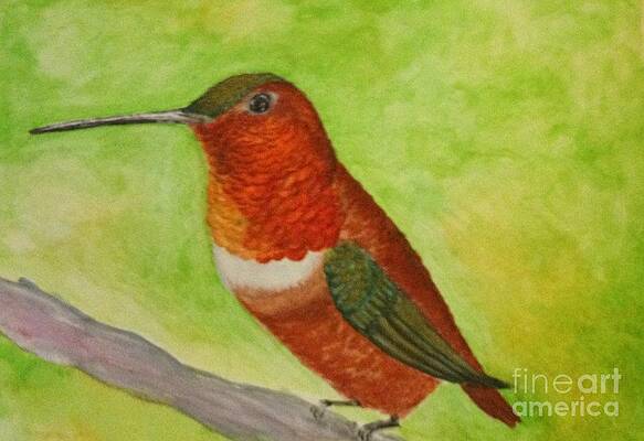 Rufous by Karen Hamby Rufous by Karen Hamby