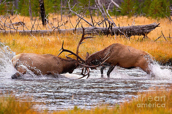 Rumble in the River by Aaron Whittemore Rumble in the River by Aaron Whittemore