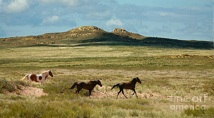 Running free by Lynne Alexander Running free by Lynne Alexander