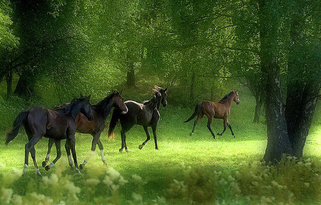 Wall Art - Photograph - Running Horses by Allan Wallberg