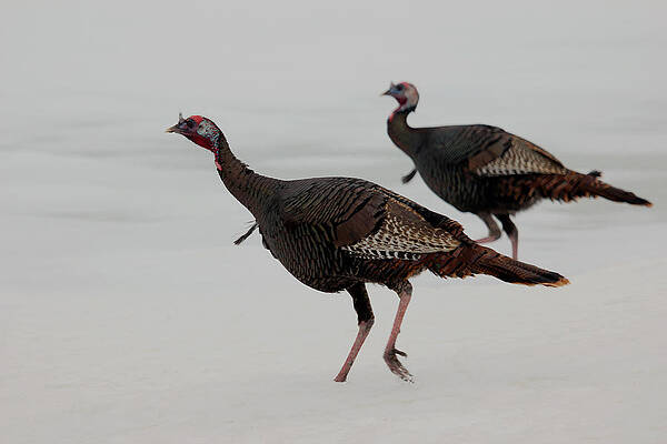 Running Jakes by Jim Sinclair