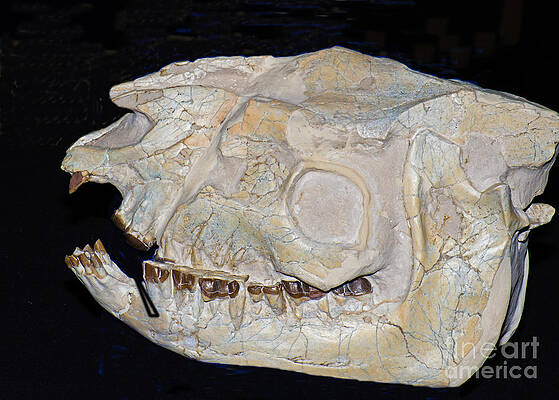 Wall Art - Photograph - Running Rhino Skull Fossil by Millard H. Sharp