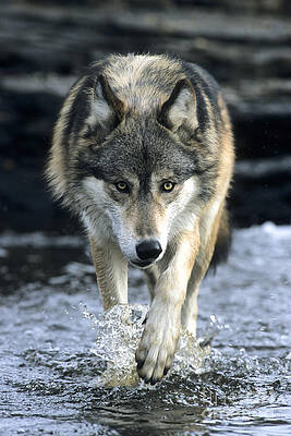 Running Wolf by Chris Scroggins Running Wolf by Chris Scroggins
