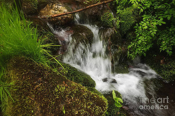 Wall Art - Photograph - Rushing Mountain Stream and Moss by Debra Fedchin