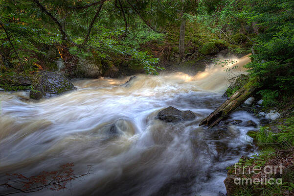 Rushing Stream Through the Forest by Michael Trahan
