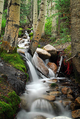 Wall Art - Photograph - Rushing Through Aspens by Tracy Smith