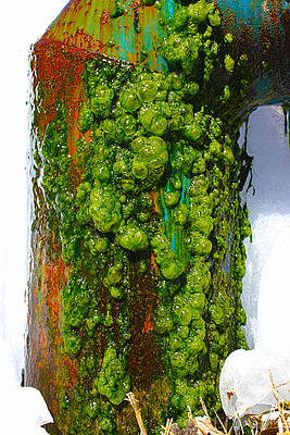 Wall Art - Photograph - Rust And Moss by Shane Bechler