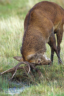 Wall Art - Photograph - Rutting Red Deer Stag by Science Photo Library
