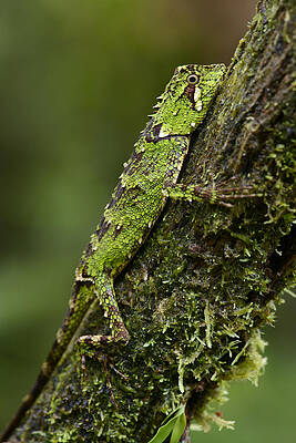 Wall Art - Photograph - Sabah Eyebrow Lizard Mt Kinabalu Np by Ch'ien Lee