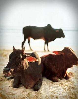 Sacred Cows on the Beach by Carol Whaley Addassi Sacred Cows on the Beach by Carol Whaley Addassi