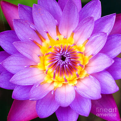 Wall Art - Photograph - Sacred Indian Blue Lotus by Tim Gainey