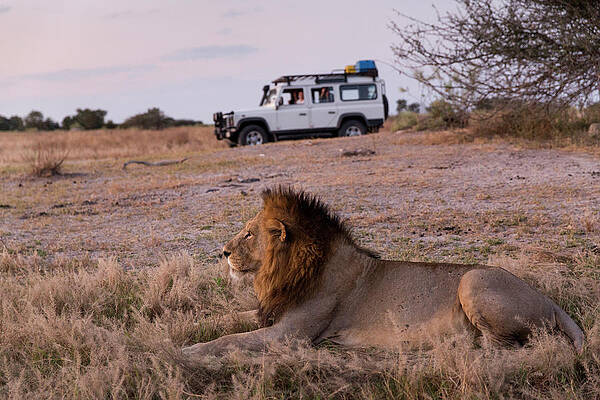 Wall Art - Photograph - Safari Truck And Lion, Moremi Game by WorldFoto