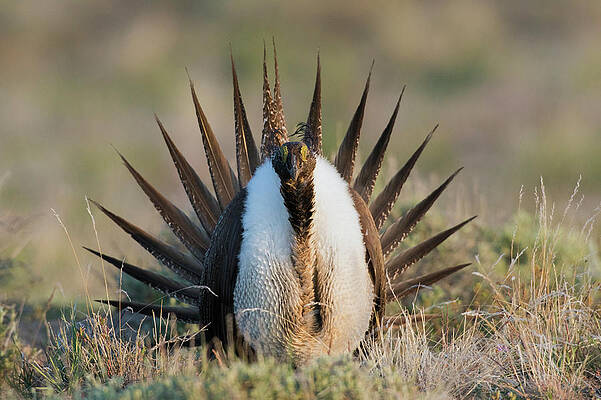 Fine Art Print The Greater Sage Grouse and Adventure Boy -  Portugal