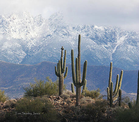 Wall Art - Photograph - Saguaros And Snow At Four Peaks by Tom Janca
