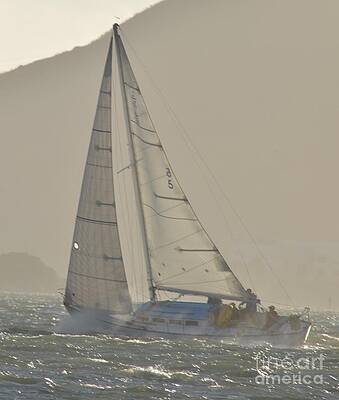 Sail Rays by Jeff Regan