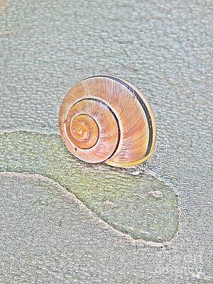 Wall Art - Photograph - Salmon snail shell on grey treebark by Karin Ravasio