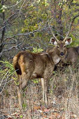 Wall Art - Photograph - Sambar Deer Stag by Science Photo Library