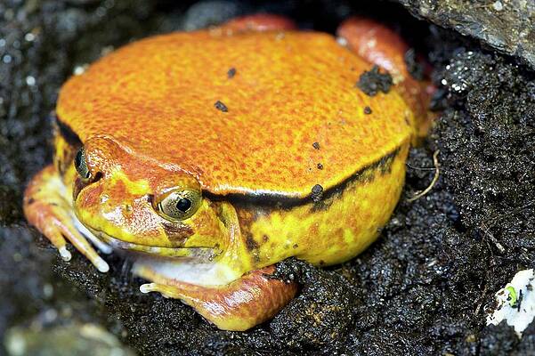 Wall Art - Photograph - Sambava Tomato Frog by Science Photo Library