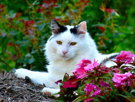 Sampson by Jean Wright Sampson by Jean Wright