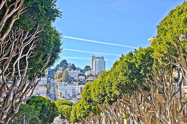 Wall Art - Photograph - San Fran Crookedest Street with Crroked Trees ForegroundHDR by Matthew Bamberg