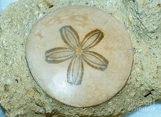 Wall Art - Photograph - Sand Dollar Fossil by Millard H. Sharp